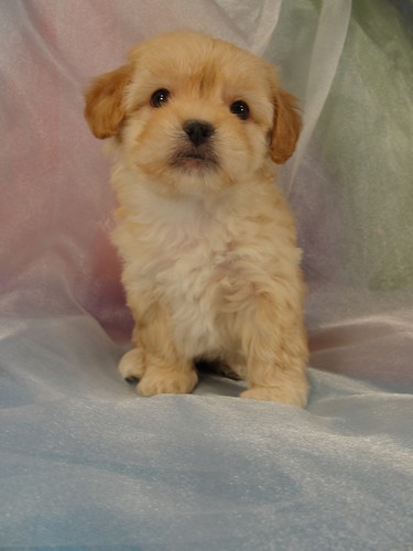 Female Lhasa Bichon Puppy for sale #31 Born February 15th 2012